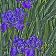 Faux Painted Irises Poster