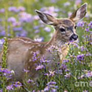 Fawn In Asters Poster