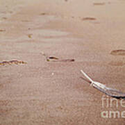 Feather On Sand Poster