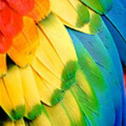Feather Rainbow Poster