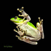 Feathered Frog Poster
