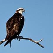 Female Florida Osprey Poster