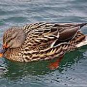 Female Mallard Poster