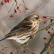 Female Purple Finch On Berries Poster