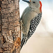 Female Red Bellied Woodpecker Poster