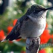 Female Ruby-throated Hummingbird Poster