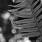 Fern Detail Poster