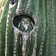 Ferruginous Pygmy Owl In Saguaro Arizona Poster