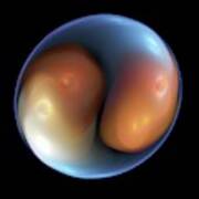 Fertilised Ivf Embryo Poster