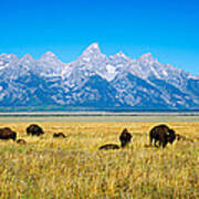 Field Of Bison With Mountains Poster