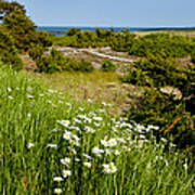 Field Of Daisies By The Sea Poster