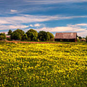 Field Of Gold. Dandelions At Village Poster