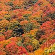 Field Of Trees From Above During Fall Foliage. Poster