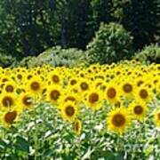 Field Of Yellow Poster