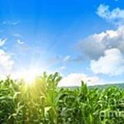 Field Of Young Corn Growing Against Blue Sky Poster