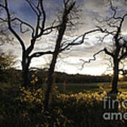 Fields Of Gold Poster