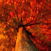 Fiery  Tree Poster