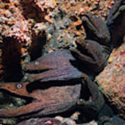 Fine-spotted Moray Eels Poster