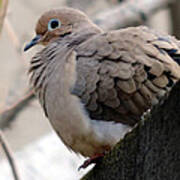 First Dove Of Winter Poster