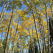 Flagstaff Aspens 794 Poster