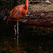 Flamingo At Rest. Poster