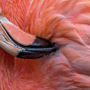 Flamingo Close Up Poster