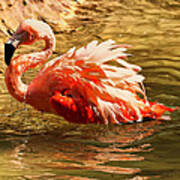 Flamingo In A Pond Poster