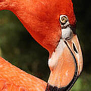 Flamingo Profile Poster