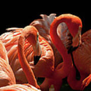Flamingoes Poster