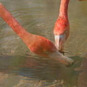 A Pair Of Flamingoes Poster