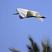 Flight Of The Egret Poster