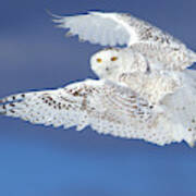Flight Of The Snowy - Snowy Owl Poster
