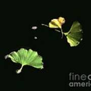 Floating Ginko Leaves Poster