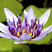 Floating Purple Waterlily Poster