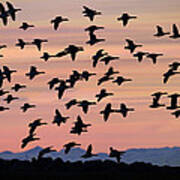 Flock Of Geese Flying At Sunset Poster