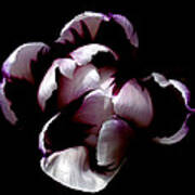 Floral Symmetry Poster