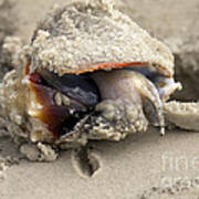 Florida Fighting Conch Poster