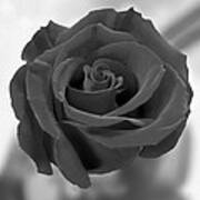 Dark Rose Poster