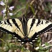 Flower And Butterfly Poster