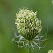 Flower Bud Poster