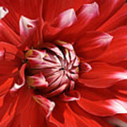 Flower- Dahlia-red-white Poster
