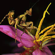 Flower Mantis Nymph Poster