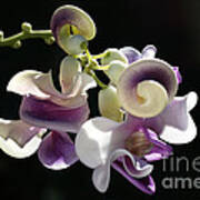 Flower-snail Flower Poster