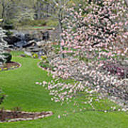 Flowering Dogwoods In Cleveland Park's Rock Quarry Falls Poster