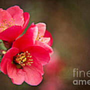 Flowering Quince Poster