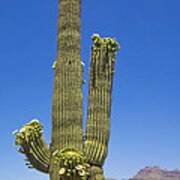 Flowering Saguaro Cactus Poster