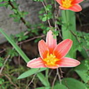 Flowers Against A Plank Poster