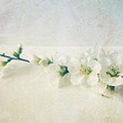 Flowers Pale Spring Blossom Poster
