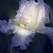 Flowing Iris In White Poster