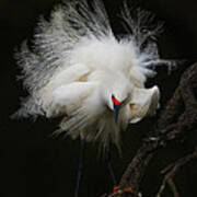 Fluffed Snowy Egret Poster